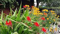 Crocosmia Lucifer and Tiger Lily 